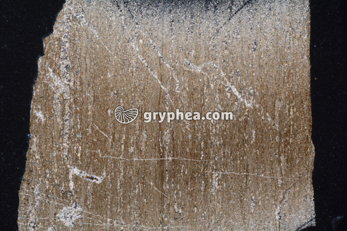 Schiste bitumineux LPA x2,5 - gryphea.org